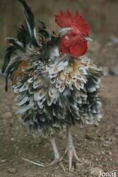 Terre des Oiseaux
