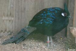 Terre des Oiseaux
