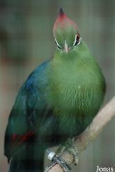 Terre des Oiseaux