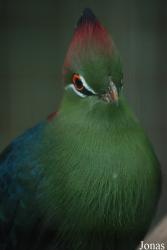 Terre des Oiseaux