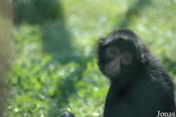 Ateles chamek