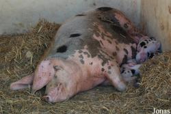 Cochon de Bayeux