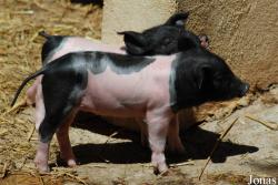Cochon Cul noir limousin