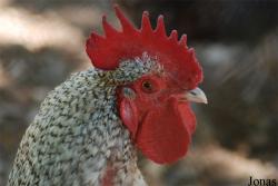 Poule Coucou des Flandres