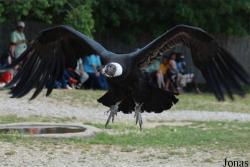 Rocher des Aigles
