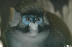Cercopithecus ascanius