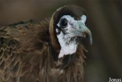 Rocher des Aigles