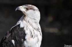 Haliaeetus vocifer