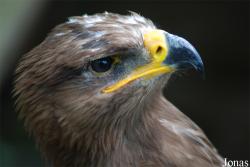 Rocher des Aigles