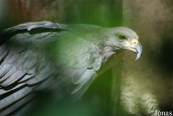 Buteogallus coronatus