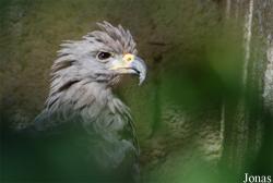 Rocher des Aigles