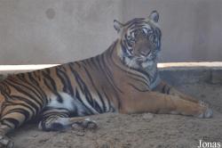 Panthera tigris tigris
