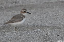 Charadrius leschenaultii