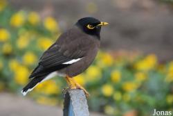 Acridotheres tristis