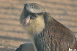 Cercopithecus mona