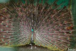 Pavo muticus