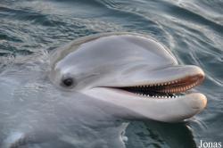 Tursiops truncatus