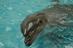 Dubai Dolphinarium