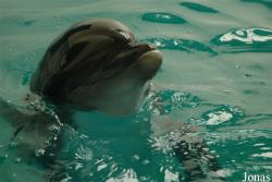 Tursiops truncatus ponticus