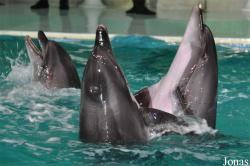 Dubai Dolphinarium