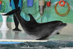 Dubai Dolphinarium