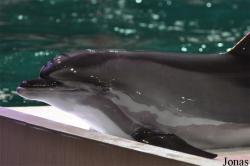 Dubai Dolphinarium