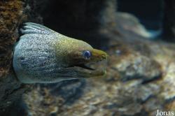 Sharjah Aquarium