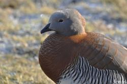 Chloephaga poliocephala