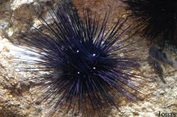 Diadema setosum