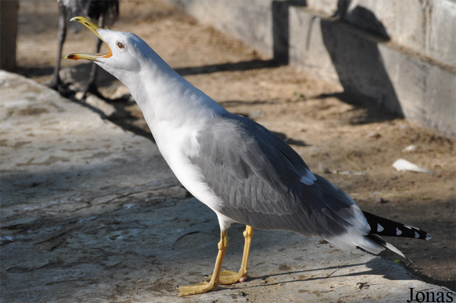 Dubai Zoo