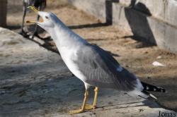 Dubai Zoo