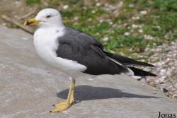 Larus fuscus