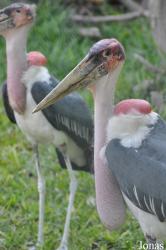 Dubai Zoo