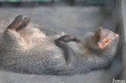 Dubai Zoo