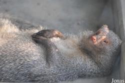 Dubai Zoo
