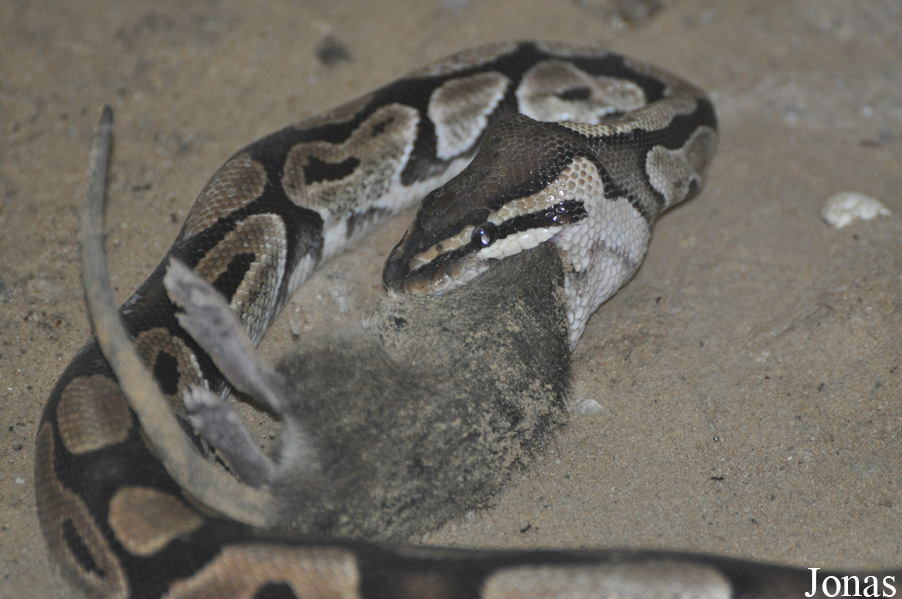 Dubai Zoo