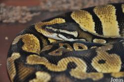 Python regius
