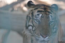 Dubai Zoo