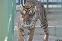 Dubai Zoo