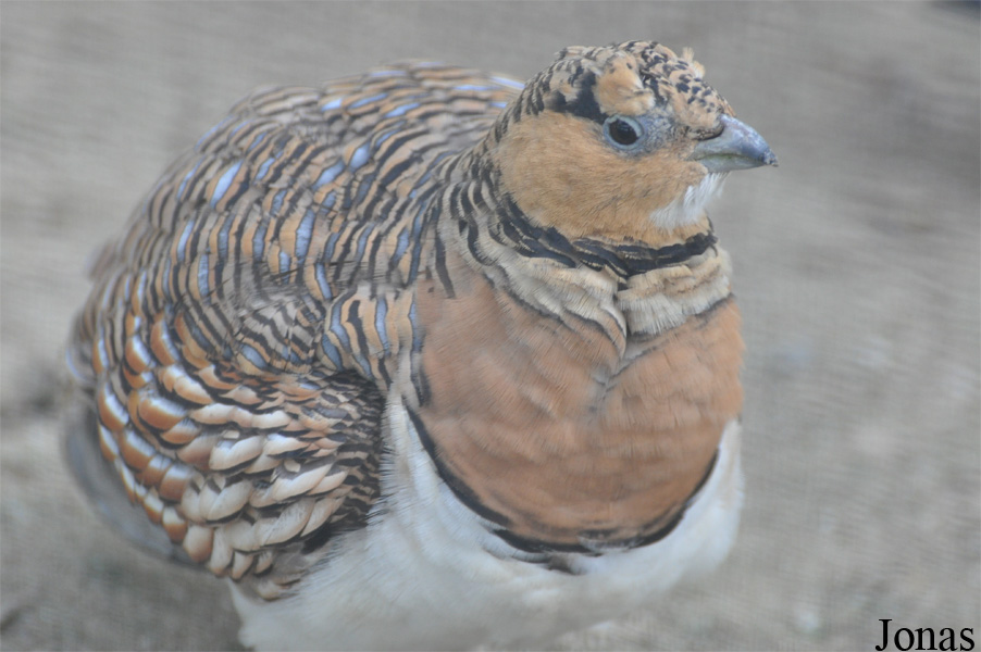 Dubai Zoo