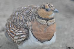 Dubai Zoo
