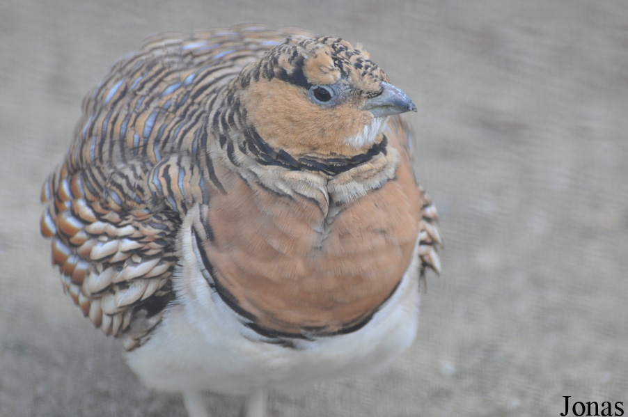 Dubai Zoo