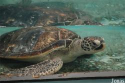 Marine Research Centre and Aquarium