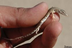 Mesalina brevirostris
