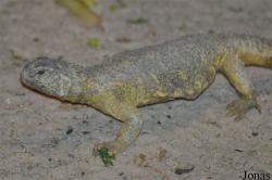 Uromastyx aegyptia microlepis