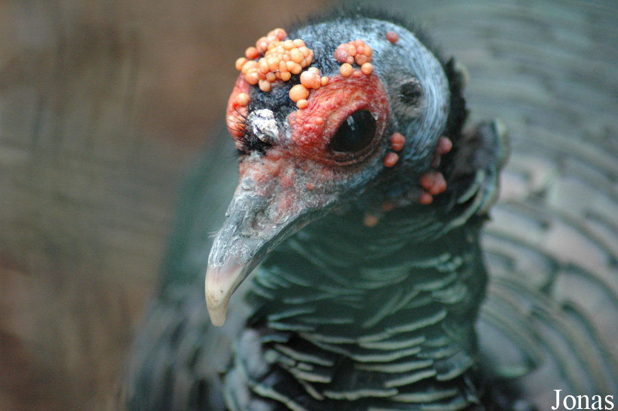 Zoo Lourosa