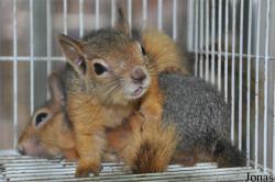 Sciurus anomalus
