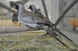 Birds & Animals Market