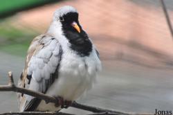 Oena capensis