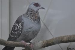 Birds & Animals Market